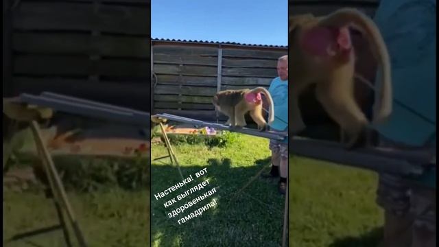 #Гамадрил Настенька, вашему вниманию друзья! смотреть онлайн