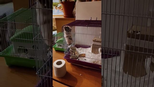Наша Ева привычек не меняет! Наступила ночь.....🐭👀😃🥰💪❄️⛄😀♥️ смотреть онлайн