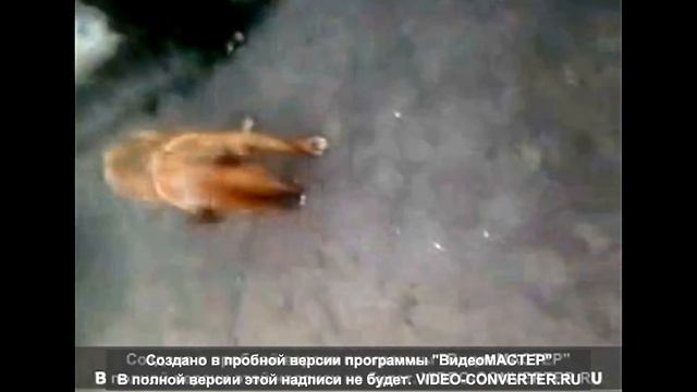 Семён чихает смотреть онлайн