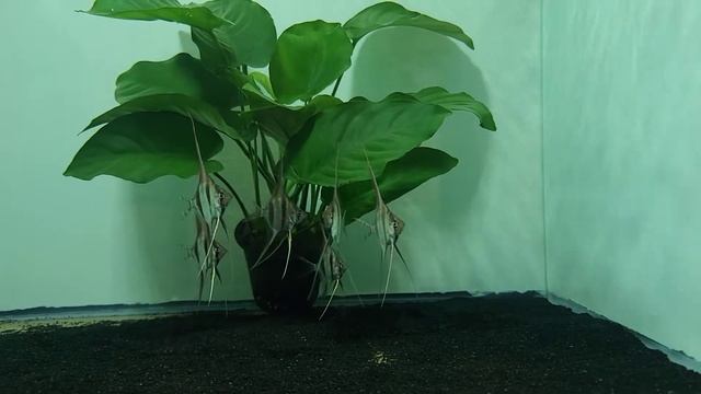 Tank Raised Rio Orinoco Altum Angelfish смотреть онлайн