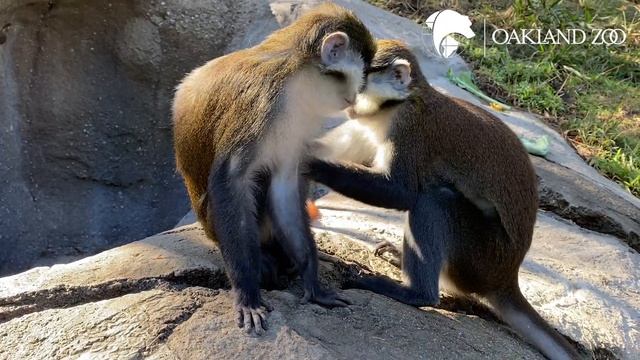 Red-Tailed Monkey Update смотреть онлайн