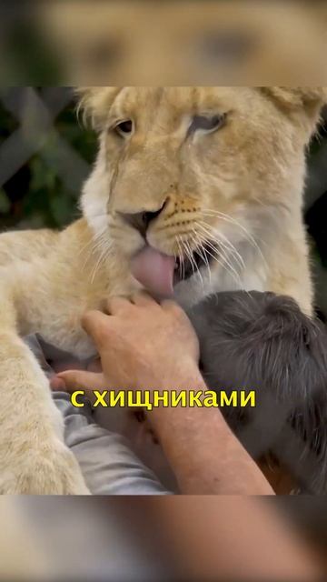 🦁Как Львенок и Девочка Взрослели в Кино👧 #shorts смотреть онлайн