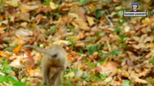 Pity poor baby Dustin crying miss mom & very scare other monkey, little monkey tortured to Dustin