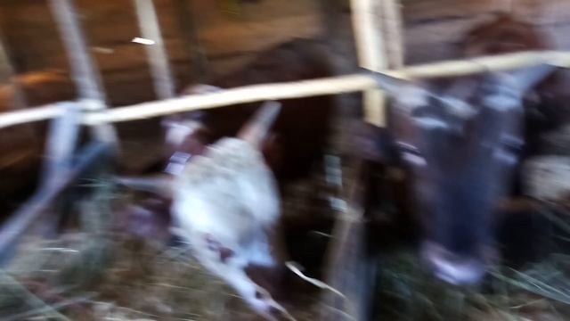 Подготовка бычков, полному откорму смотреть онлайн