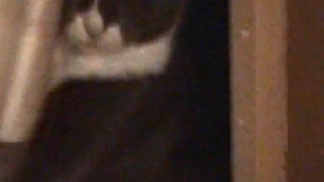 Кошка в засаде смотреть онлайн