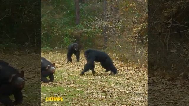 #Wild TV_Monkeys|| смотреть онлайн