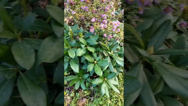 НЕ ПОКУПАЙ ЭТО! Есть вариант за 20 рублей смотреть онлайн