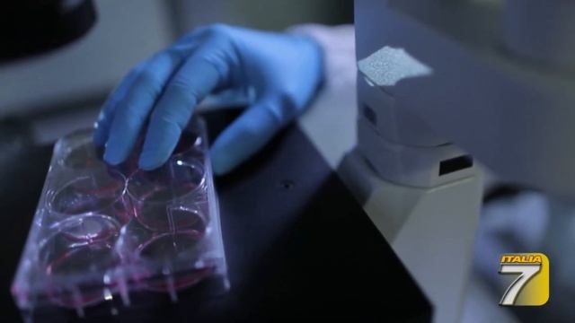 TGT - Morsa da pipistrello, scatta l'allarme смотреть онлайн