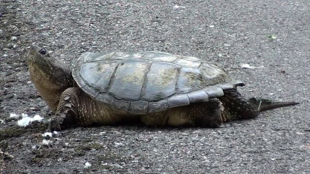 Snapping Turtle (Chelydridae: Chelydra serpentina) One-minute Glimpse смотреть онлайн