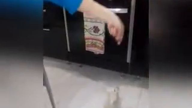 Приколы с животными 2017 смотреть онлайн