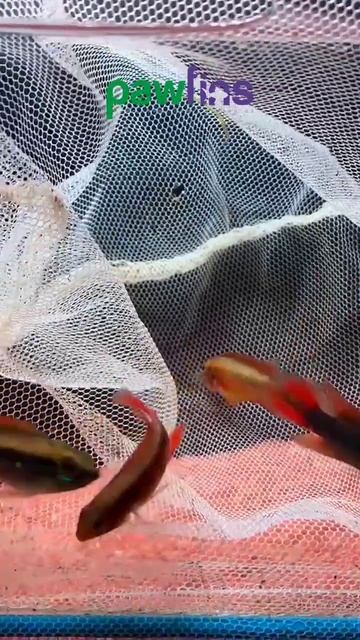 Few different Apistogramma смотреть онлайн