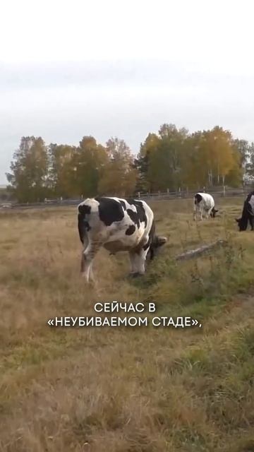 СЧАСТЛИВАЯ КОРОВЬЯ СТАРОСТЬ: ВЕГЕТАРИАНЕЦ ИЗ ЕКАТЕРИНБУРГА ОТКРЫЛ ПРИЮТ, ГДЕ СПАСАЕТ КОРОВ ОТ УБОЯ смотреть онлайн