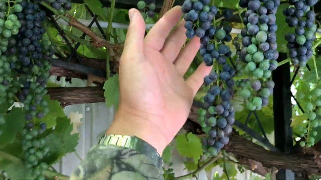 Виноград с названием Мукузани. Особенности сорта на 16.08.23.