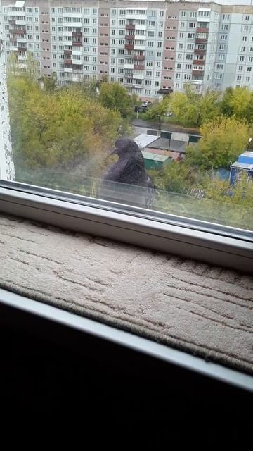 Поймешь охотника тогда, когда пройдешь неоднократно путь за добычею к окну и через 5 минут обратно!