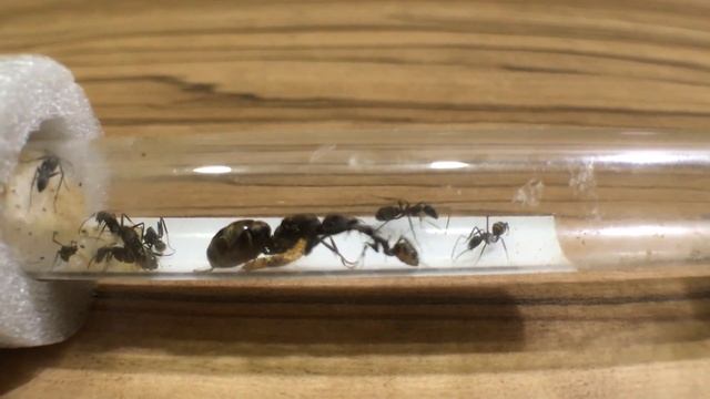 Camponotus parius смотреть онлайн