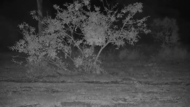 Djuma: White-tailed Mongoose - 03:47 - 11/14/21 смотреть онлайн