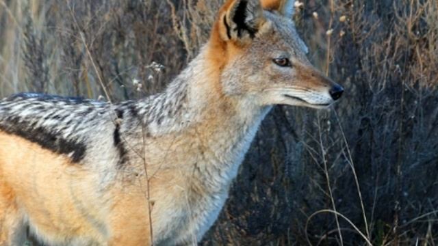 Jackal Facts Interesting Facts about Jackal Facts about Jackal смотреть онлайн