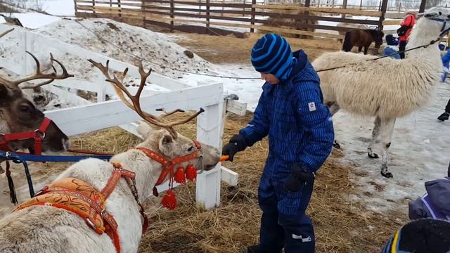 Верблюд смотреть онлайн