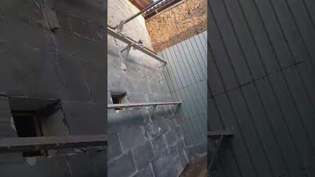 ГОЛУБИ ДЕКОРАТИВНЫЕ ДУВУХЧУБИ ХАКА. ИЗ ИНТЕРНЕТ. смотреть онлайн