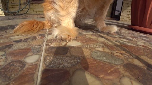 Доня посадила цветы, а Кевин недовольный смотреть онлайн