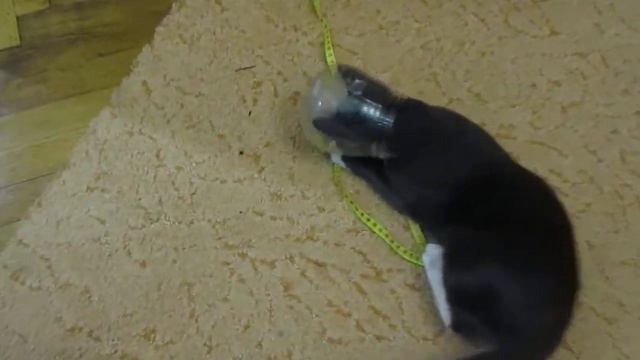 Котик Гусь смотреть онлайн