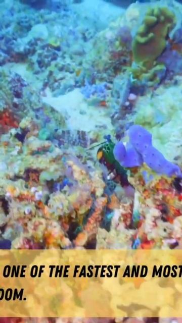 Fascinating Crab Species‼️ #ytshorts #shorts #crab смотреть онлайн