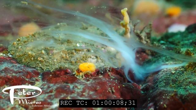 Jingle Shell ( Anomia Simplex) Spawn  4K Stock Footage Prores