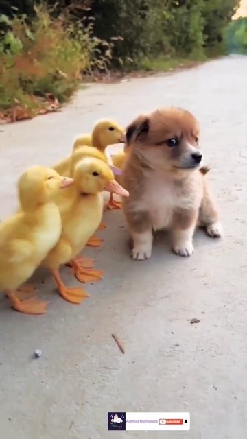baby dog with ducklings 😍🔥|| #shorts #youtubeshorts #shortsvideo смотреть онлайн