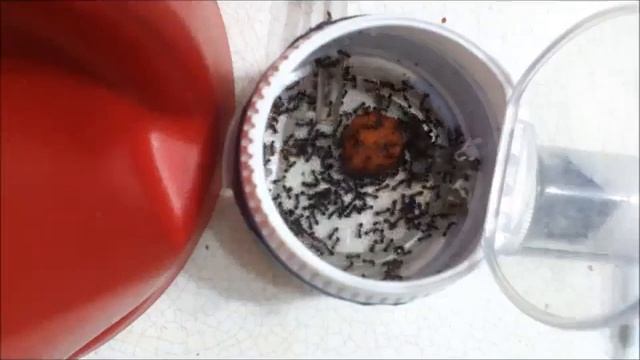 Myrmica Colony Timelapse #30 1 смотреть онлайн