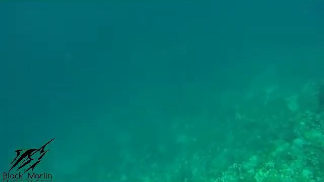Black Marlin Divers смотреть онлайн