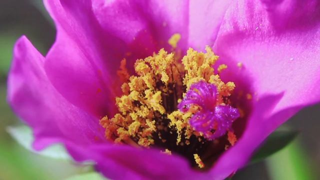 Ethiopia Argo Biftu Gudina Coffee From Good Brother's смотреть онлайн