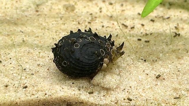 A seriously weird new algae eating nerite snail from Indonesia. смотреть онлайн