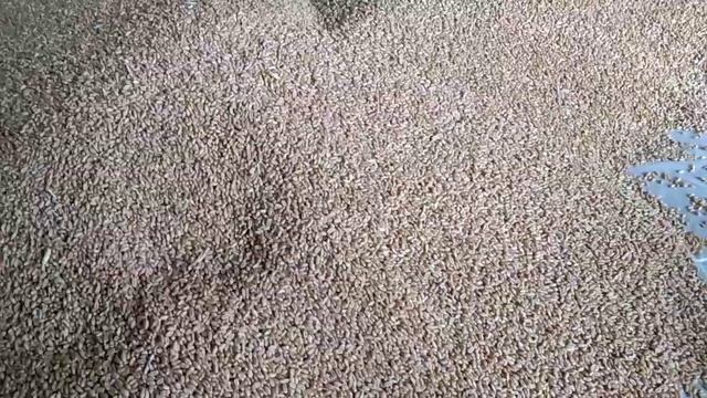 wheat seed treatment,Vibrance Due,Syngenta