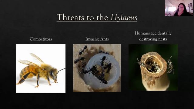 Hylaeus Presentation смотреть онлайн