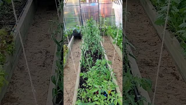 СОН ДАЧНИКА смотреть онлайн