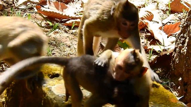 Monkey Group Trips At The Angkor Thom