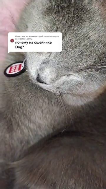Люсик Снюсик #119 Котопёс😺🐶 смотреть онлайн
