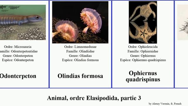 Animal, ordre Elasipodida, partie 3 oursin visa rouge papua noir aquila gros crayon formosa tortue смотреть онлайн