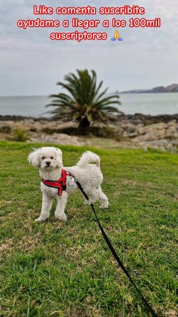 #cooper #bichon #parati #doglover #mascotas #perrita #dog #amorperruno #amor #suscribe #viralshort смотреть онлайн