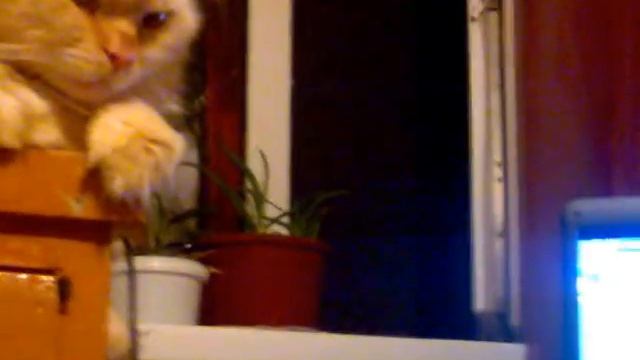 Кот спалился за просмотром футбола смотреть онлайн