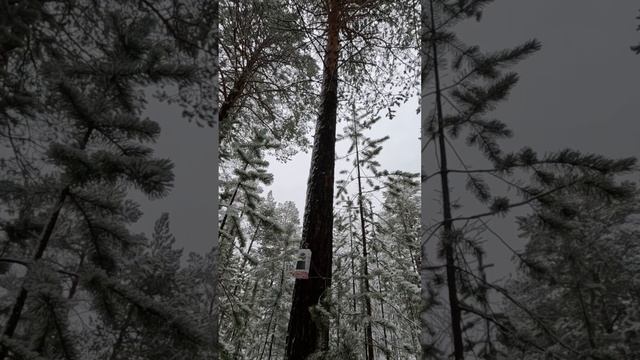 Привет белка! смотреть онлайн