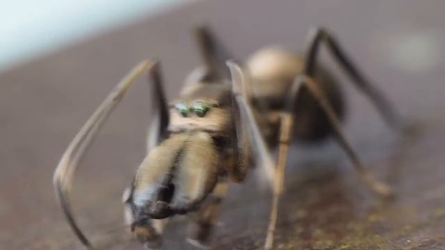 Giant Ant Jumping Spider in HD - Myrmarachne Maxillosa смотреть онлайн