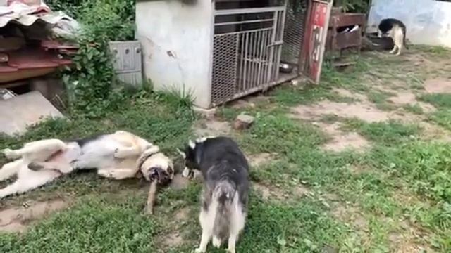Характер собаки у каждой породы разный . Для сравнение ВЕО и хаски 🙌 смотреть онлайн