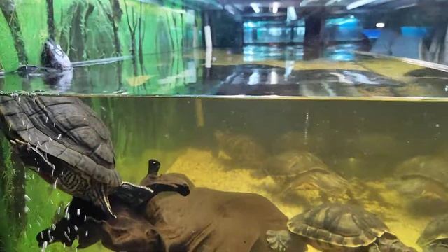 Черепахи в аквариуме смотреть онлайн