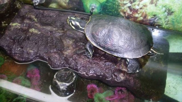 La importancia de la zona seca en nuestro estanque de tortugas 🐢🐢❤️🤩 смотреть онлайн