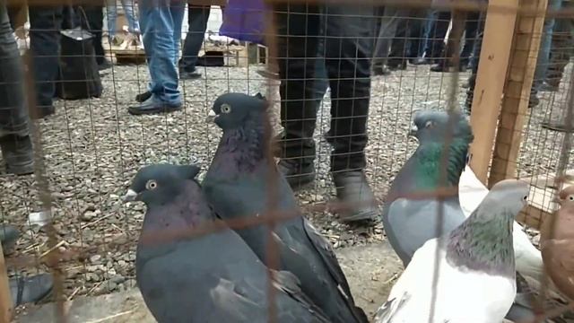 Kabutar bozor 21.02.2021 kabootar bazi, pigeons, pigeon, КАБУТАР БОЗОР Андижанские голуби, голуби смотреть онлайн