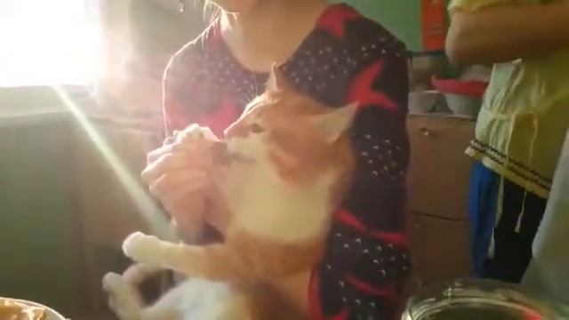 Рыжий кот смешно ест блины Red cat eating pancakes смотреть онлайн