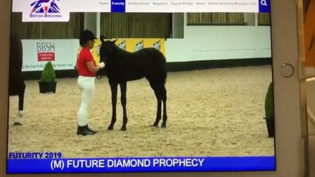 Future Prophecy - Thoroughbred Sport Stallion - Power Blade x Hand In Glove смотреть онлайн