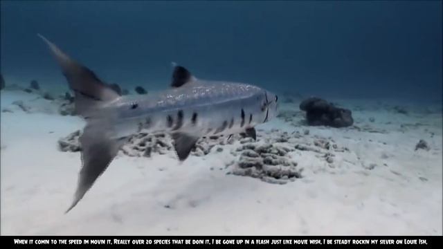 Barracuda | The SCIENCE RAP Show смотреть онлайн