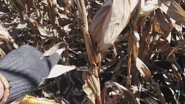 11,10,2018 Кукурудза (Кредо)па присадибних ділянках